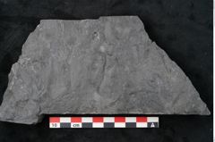 Foto (Detailansicht) von Noeggerathia palmaeformis Goeppert (NHMW-GEO-2024-0188-10740)